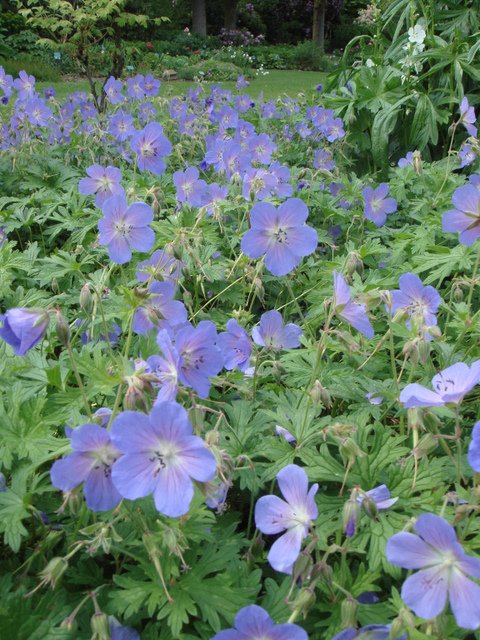 Geranium x 'Johnson's Blue'